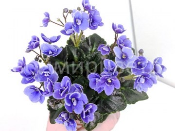 Фиалка Honey Blue Ice мини